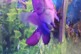 罗汉混养招财鱼，捎带一堆把子鱼！