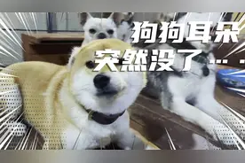 完了，我们家狗狗耳朵没了……