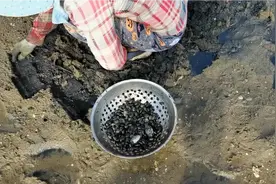 海边赶海挖到好多蛤蜊，几位大姐却说这是花蛤与刺蛤，涨知识了