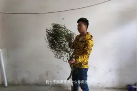 “螃蟹脚”草真的能治病？螃蟹脚草竟然还有如此的功效视频封面