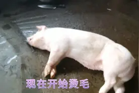 烫猪毛最主要是控制好水的温度，水温合适刮猪毛比脱衣服还要轻松