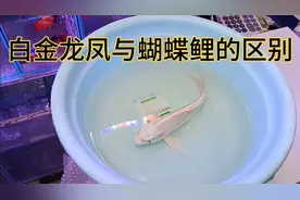 千万不要被不良商贩欺骗😱白金龙凤与蝴蝶鲤有什么区别？