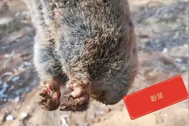 整理菜园时，翻出了一只天水农民特别讨厌的鼢鼠，你那里有吗