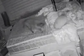 黑猫与白猫的故事。哈哈哈哈，朋友的猫，之前发给我的视频封面