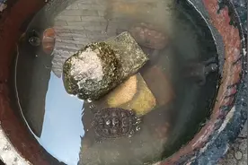 废弃大花盆改造后用来养龟，垫上砖头当晒台，完美