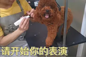 萌宠泰迪狗狗去洗澡，洗好主人认不出来了，看看变成啥样了视频封面