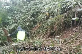 开荒山栽油茶树，想想茶油能卖70块一斤，彬哥干劲十足视频封面