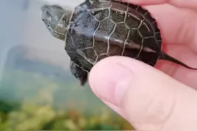 乌龟指甲脱落的原因和解决方法#小草龟