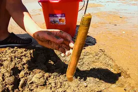 原来蛏子可以这么抓！小朱学到一项新技能，从此再也不愁抓蛏子了