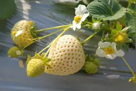 雪白的草莓，哪里来？好吃无农药怎么种出来？来看看吧