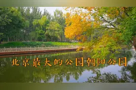 层林尽染！到北京市最大的公园朝阳公园赏秋，门票只要5元钱视频封面