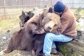 棕熊与饲养员十年后相见，下一秒像个孩子依偎他怀里，画面好温馨视频封面