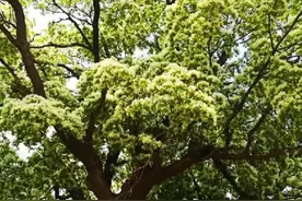 600多年的流苏树，你见过吗视频封面