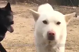 为什么农村土狗不咬未曾见面的自家人？今天我才知道其中的原因