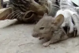 农村猫咪捕食大老鼠，全程跟玩一样视频封面