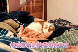 15斤橘猫肥咪就喜欢跟主人睡，夜里还有奇怪的举动，主人求助网友