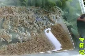 我喜欢用丰年虾喂金鱼 因为便宜到可以作为主粮用 关键还是杂菌少