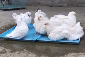 摩登圆环元宝鸽子到底有啥区别？今天放在一起让大家对比一下！