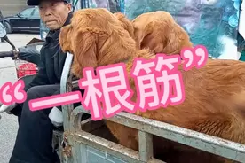 狗市卖狗最牛“钉子户”，狗卖五个月还没有卖掉，狗贩子看直摇头