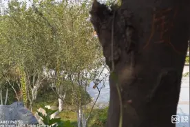 树上的字是什么意思？