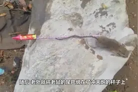 老外把老鼠绑在冲天炮上，直接点火，接下来老鼠的内心是崩溃的！