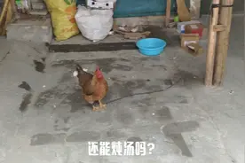 家里鼠患成灾，菜场买的老鼠药，老鼠不吃却被鸡偷吃了，现在咋办