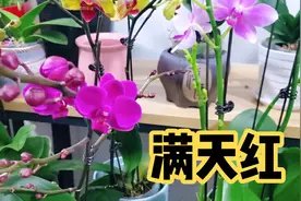 蝴蝶兰品种介绍:满天红！适合新手花友哦！视频封面