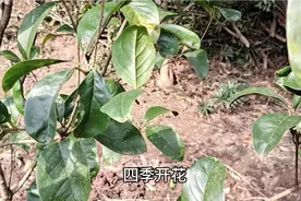 四季桂与其他品种的区别，四季开花，非常适合做盆景视频封面