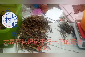 安徽乡村职业收购蜈蚣，千元一斤。收购大叔月入上万