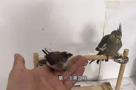 同样一起养大的文鸟跟玄风鹦鹉，那个更亲人？