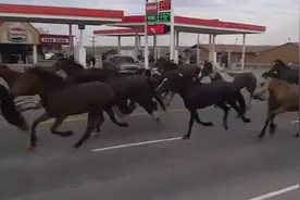 【都让让】马过马路，警车开道。马多气场大，都让开？视频封面