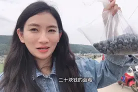 云南石屏郑营村蓝莓上市，批发价格便宜到不敢相信，20块就买一袋视频封面
