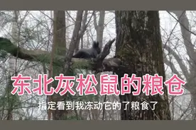山上发现小松鼠的过冬储备粮仓，和松鼠僵持近20分钟