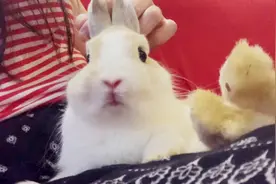 兔兔看到了什么，吓到抖动的像小马达？视频封面