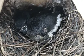 四喜鸟15天的成长，每天变化有多大看完你就知道了视频封面