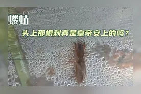 海陆空全能，救过驾受过封，全凭体内那根针！视频封面