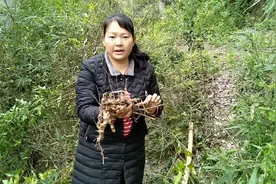 金刚藤原来有这么多的药用价值，赶紧来认识了解一下吧！视频封面