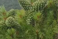 没想到松果能吃？