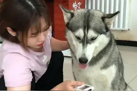 当狗子知道空调的作用后，时刻都在找主人开空调，热坏了我的狗