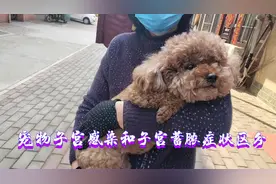 宠物子宫感染和子宫蓄脓的症状区别，学会摸肚子检查可以判断