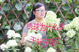 绣球夏季出现叶子焦枯、萎蔫，找2个原因，挽救还来得及视频封面