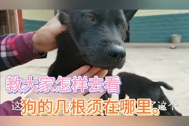 教大家怎样去选一条好狗，一龙二虎三懒狗，有几根须在什么地方看