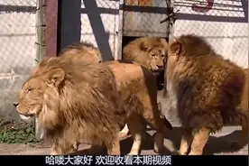 雄狮长有茂密的鬃毛，虽然霸气，但至少会比老虎多出3个缺点！