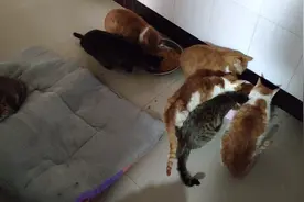 正在烤火的猫咪们听到猫粮袋子响动后，集体奔向食盆，只有淡定喵