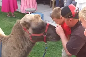 主人恶搞猴子吃辣椒，猴子秒变“泼猴”，镜头记录全过程！视频封面