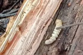 三十多年的白杨树，被这几条虫子🐛🐛🐛🐛🐛活活咬死，