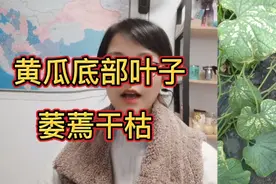 黄瓜底部3-4个叶子干枯萎蔫，发生原因是什么