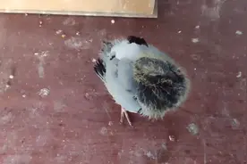 小鸽子翅膀卷起是什么原因？听听小伙怎么说，长见识了视频封面