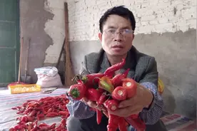 辣椒喂鸡对鸡有很大的好处视频封面