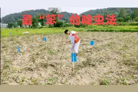 粘虫板进行除虫，使用最“笨”的方法除虫，效果还是非常不错的哦视频封面